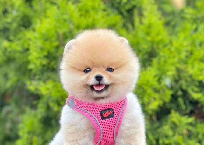 Safkan Pomeranian Boo Bebekler